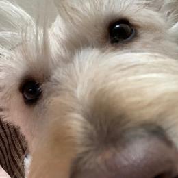 Thor - Scottish Terrier