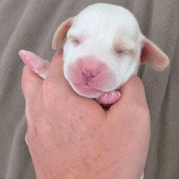 Scarecrow - Lemon and white male Beagle puppy in Lake City, Florida from Sunkissed Beagles