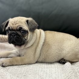 Beanie's Boy - Green Collar - Fawn male Pug puppy in Troutman, North Carolina from Ohana Pugs