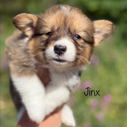 Jinx - Sable male Pembroke Welsh Corgi puppy in Montague, California from Shasta Valley Pembrokes