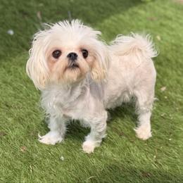Maltese puppies from Exotic City Pomeranians and chihuahuas