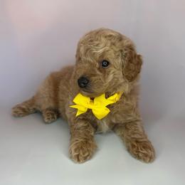 Jellybean (yellow) - Apricot male Goldendoodle puppy in Hot Springs, Arkansas from Hot Springs Kennels