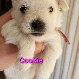 Miniature Schnauzer Puppies from Mountain View Schnauzers