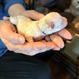 Sky Blue - Cream female Assorted Doodle Crosses puppy in Mt Pleasant, Texas from Hippdoodranch