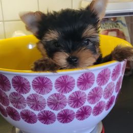 Red - Black and tan male Yorkshire Terrier puppy in Chickasha, Oklahoma from SISSYS YORKIES