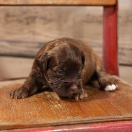 Barak - Brown male Whoodle puppy in West Bend, Iowa from Blue Skies Terriers