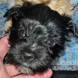 Ricky (blue collar) - Black male Miniature Schnauzer puppy in Port Orchard, Washington from Silver Bells Miniature Schnauzers