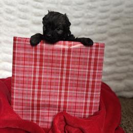 Hope (light purple) - Brindle female Bouvier des Flandres puppy in Ashtabula, Ohio from Beulah Bouviers and Havanese