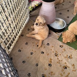 Red collar - Dark golden female Golden Retriever puppy in Indianapolis, Indiana from ZuGolden Retrievers & Doodles