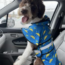 Aussiedoodle and Australian Shepherd Puppies from Junipersdoodles