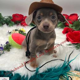 Chihuahua, Companion Cross, and Dachshund Puppies from Dachshund Family Love Breeders