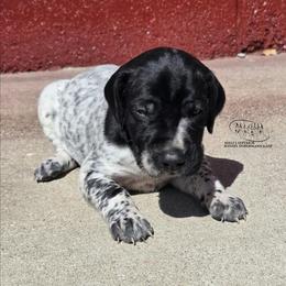 Boy 4 - Black roan male German Shorthaired Pointer puppy in China Township, Michigan from Snell's Superior Kennel Dobermann & GSP