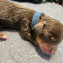 Boy 1 - Chocolate and tan male Dachshund puppy in Amarillo, Texas from Panhandle Dashing Doxies