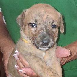 SAHARA - Red brindle female Whippet puppy in Ocala, Florida from Sandstorm Whippets