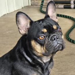 French Bulldog puppies from Hart's Chihuahuas