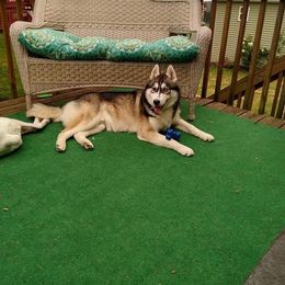 Siberian Husky All Grown Up from Snowangel  Huskies