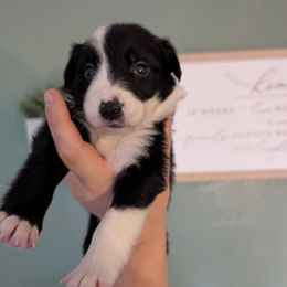 Storm - Black and white male Border Collie puppy in Grapeview, Washington from Athena’s Collies