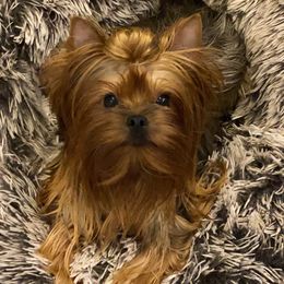 Reign  - Yorkshire Terrier