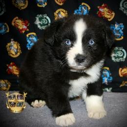 Cosmo - Black & white male Australian Shepherd puppy in El Dorado Springs, Missouri from HP Aussie Kennels