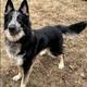 Lobo