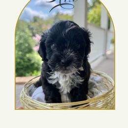 4th pick boy - Black and white male Cavapoo puppy in Cannon County, Tennessee from Hilltop Doodles and Poodles