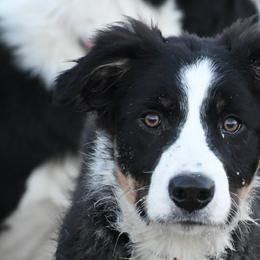 Jeff - Tri-color Border Collie puppy in Strafford, Vermont from Thundering Paws Farm