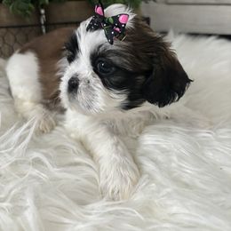 Shih Tzu Puppies from Riley Family Kennel