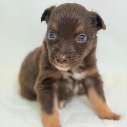 Lite Brite - Pink Collar - Red tri-color female Australian Shepherd puppy in San Marcos, California from Faith Family Freedom Farm