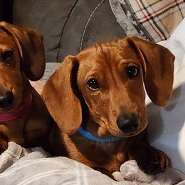 Dachshunds from Knobster's AKC Miniature Dachshund Puppies
