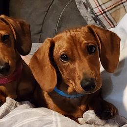 Dachshunds from Knobster's AKC Miniature Dachshund Puppies