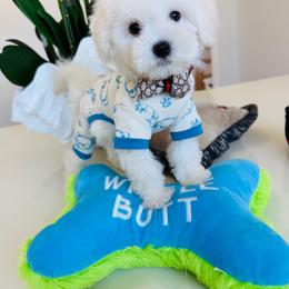 SNOOPY - White male Maltipoo puppy in Sugar Land, Texas from Celebrity Maltipoos