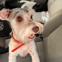Lucy - Miniature Schnauzer