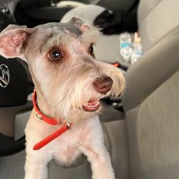 Lucy - Miniature Schnauzer