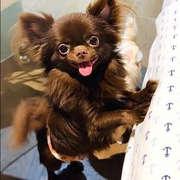 Baby Doll 9800( small ) - Cream and white male Chihuahua puppy in Santa Rosa Beach, Florida from Eva's Chihuahua