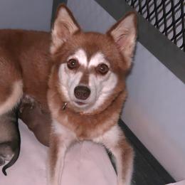 Alaskan Klee Kai and Rat Terriers from Gems Rat Terriers