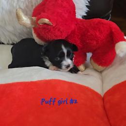 Girl 2 - female Chinese Crested puppy in Amarillo, Texas from Lone Star Chinese Cresteds by Kim