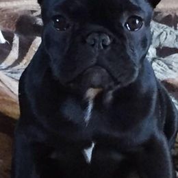 French Bulldogs and Weimaraners from Surreal French Bulldogs and Weimaraners