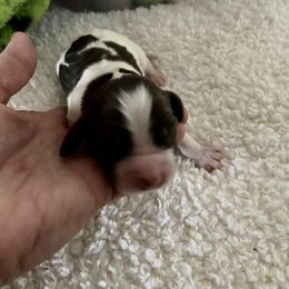 English Springer Spaniel Puppies from WorleyByrd Springers