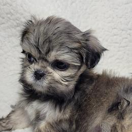 Shih Tzus from My Lil Shihtz