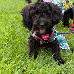 Gracie - Black female Maltipoo puppy in Mahwah, New Jersey from Awwws-n-Pawws