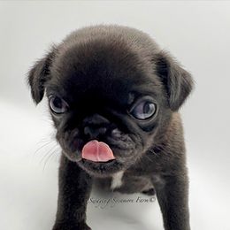Pug and Shih Tzu Puppies from Swaying Sycamore Farm