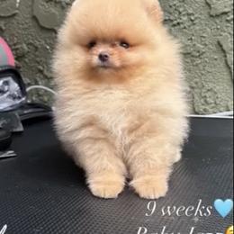 Pomeranian Puppies from Uniquepombabies