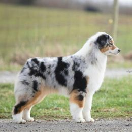 Australian Shepherds from IvyFarm Aussies