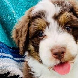 Aussiedoodles and Goldendoodles from Herriman Hills Doodles
