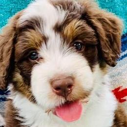Aussiedoodles and Goldendoodles from Herriman Hills Doodles