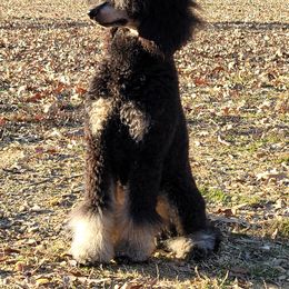 Poodle Puppies from Caboodles of Poodles