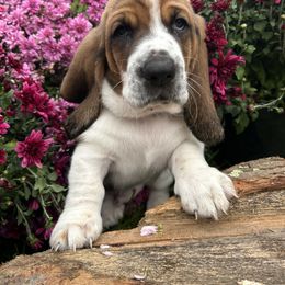 Basset Hound Puppies from Susan's Basset Hounds