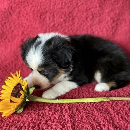 Miniature American Shepherds from Treasure Coast Minis