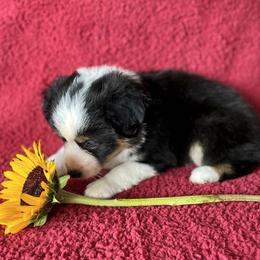 Miniature American Shepherds from Treasure Coast Minis