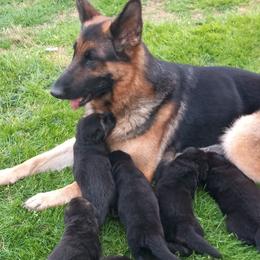 German Shepherd Puppies from Cobyco